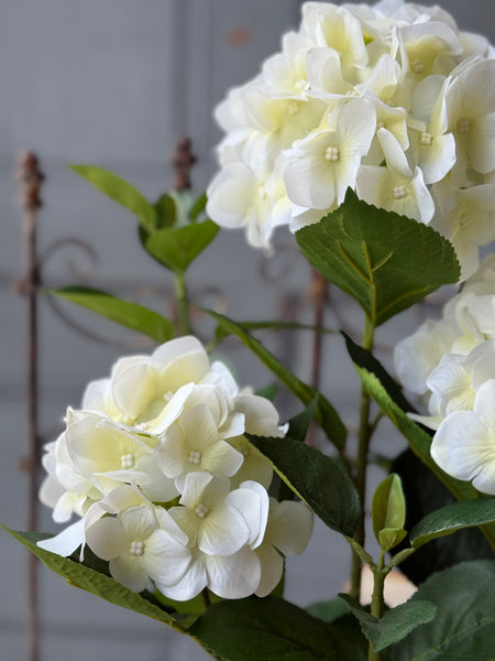 Potted Harmony Hydrangeas | 21" | Cream | NOT CURRENTLY IN STOCK-New For Spring 2027!