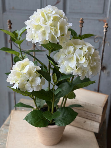 Potted Harmony Hydrangeas | 21" | Cream | NOT CURRENTLY IN STOCK-New For Spring 2027!