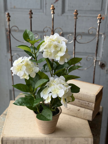 Potted Harmony Hydrangeas | 16" | Cream | NOT CURRENTLY IN STOCK-New For Spring 2027!