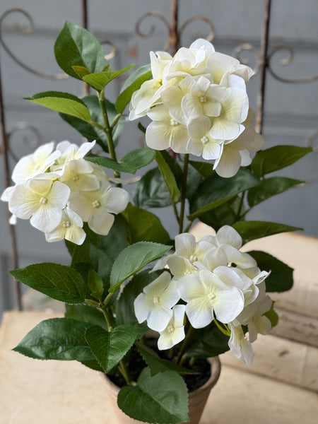 Potted Harmony Hydrangeas | 16" | Cream | NOT CURRENTLY IN STOCK-New For Spring 2027!