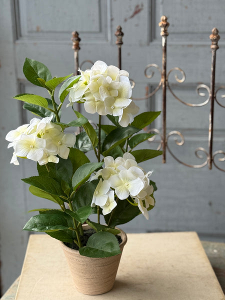 Potted Harmony Hydrangeas | 16" | Cream | NOT CURRENTLY IN STOCK-New For Spring 2027!