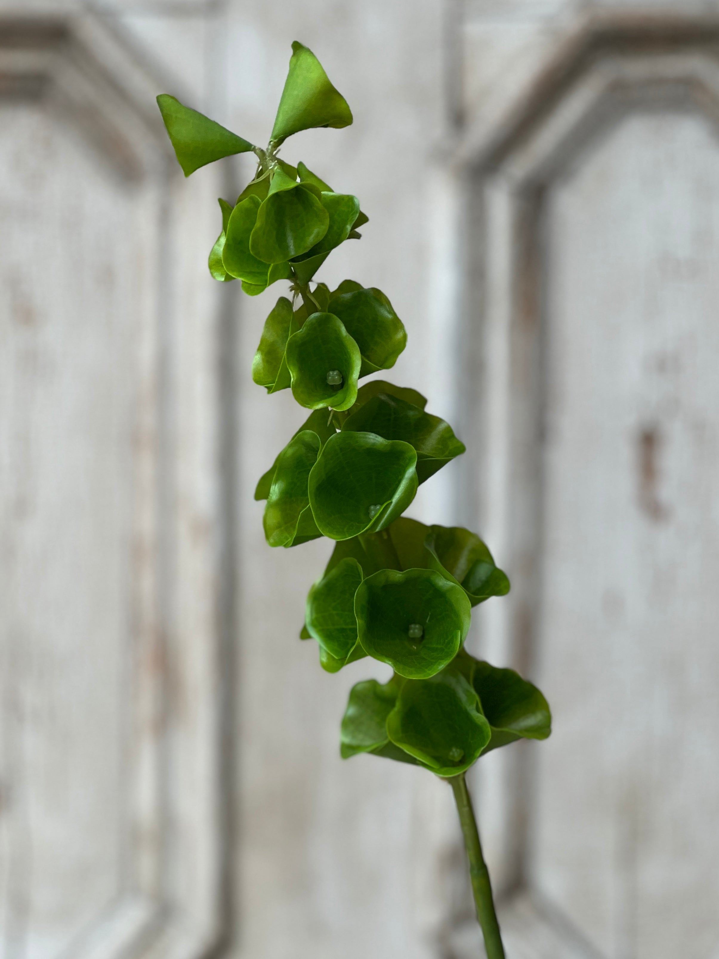Bells of Ireland Stem | 32