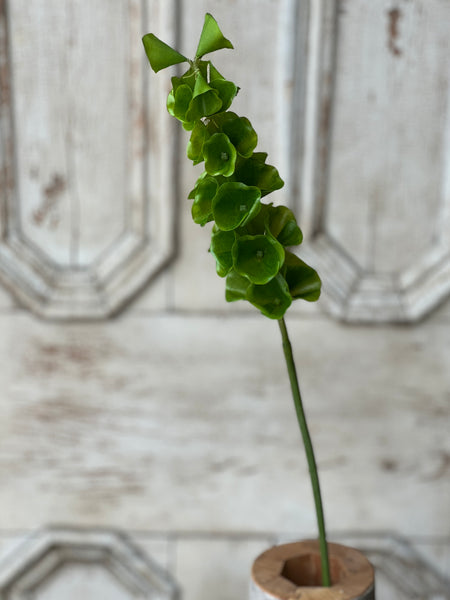 Bells of Ireland Stem | 32" | NOT CURRENTLY IN STOCK-New For Spring 2026!
