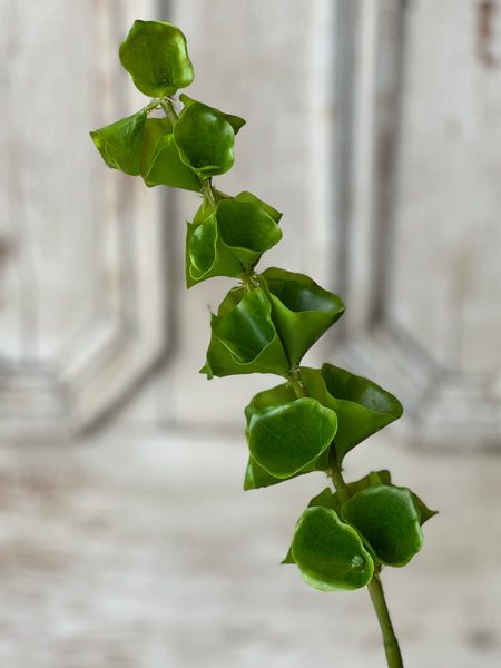 Bells of Ireland Stem | 32" | NOT CURRENTLY IN STOCK-New For Spring 2026!