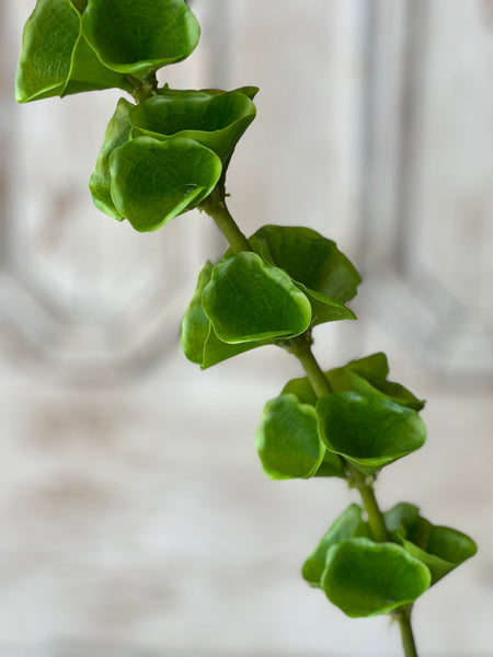 Bells of Ireland Stem | 42" | NOT CURRENTLY IN STOCK-New For Spring 2026!