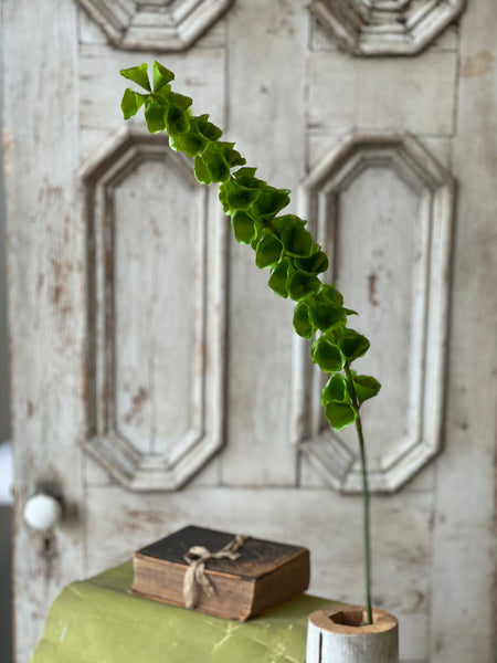 Bells of Ireland Stem | 42" | NOT CURRENTLY IN STOCK-New For Spring 2026!