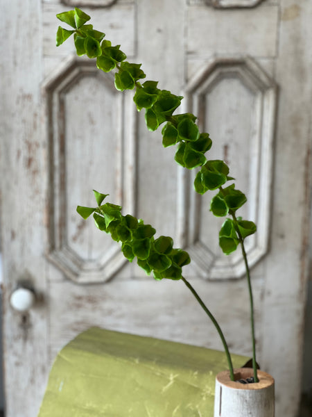 Bells of Ireland Stem | 42" | NOT CURRENTLY IN STOCK-New For Spring 2026!