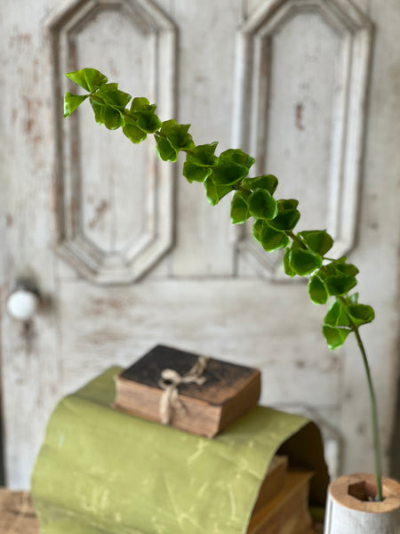 Bells of Ireland Stem | 42" | NOT CURRENTLY IN STOCK-New For Spring 2026!