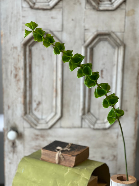 Bells of Ireland Stem | 42" | NOT CURRENTLY IN STOCK-New For Spring 2026!