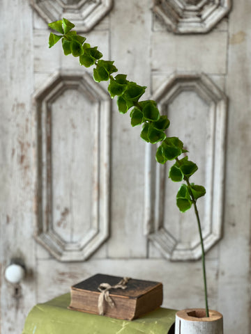 Bells of Ireland Stem | 42" | NOT CURRENTLY IN STOCK-New For Spring 2026!