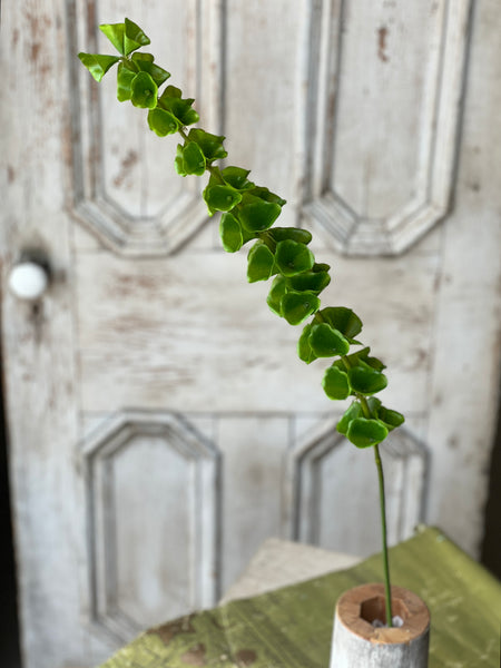 Bells of Ireland Stem | 42" | NOT CURRENTLY IN STOCK-New For Spring 2026!