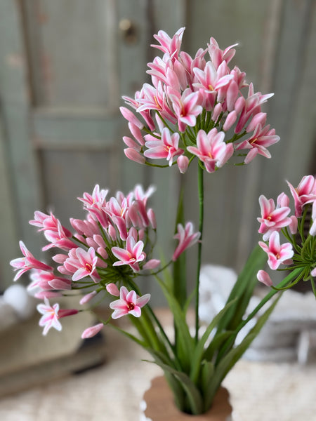 Nile Lily Bush | 21" | Pink | NOT CURRENTLY IN STOCK-New For Spring 2027!