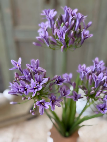 Nile Lily Bush | 21" | Purple | NOT CURRENTLY IN STOCK-New For Spring 2027!