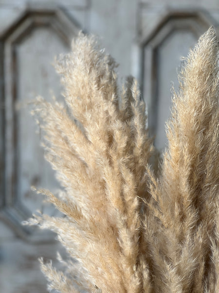 Hattie Pampas Bundle | 43" | Buff | CLEAN UP SPECIAL!  From $8.95 - Last 18pcs!