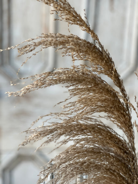 Hattie Pampas Bundle | 43" | Russet | Limited Stock - Last 144pcs!