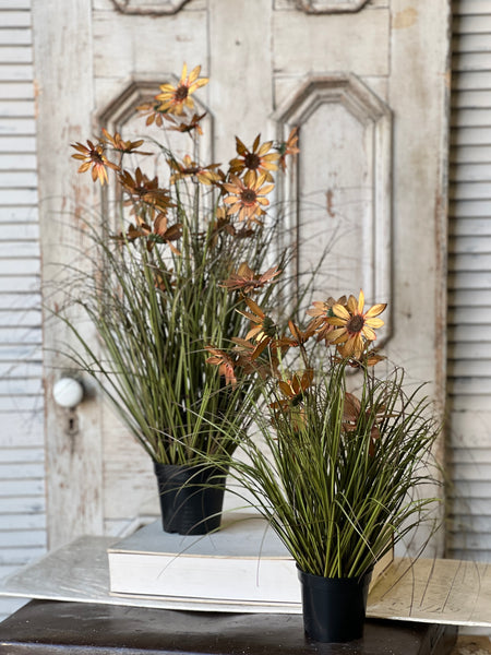 Caraway Coneflower in Pot | 31" | SOLD OUT