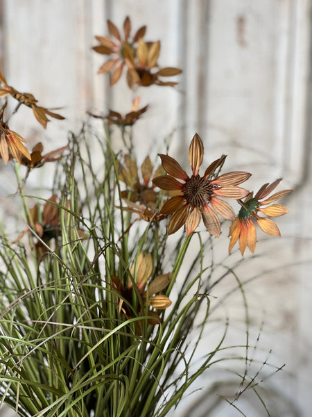 Caraway Coneflower in Pot | 23" | SOLD OUT