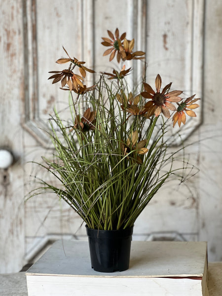 Caraway Coneflower in Pot | 23" | SOLD OUT