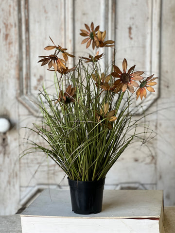 Caraway Coneflower in Pot | 23" | SOLD OUT