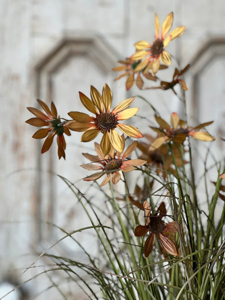 Caraway Coneflower in Pot | 31" | SOLD OUT