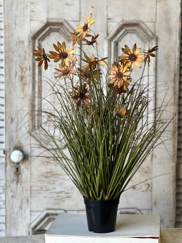 Caraway Coneflower in Pot | 31" | SOLD OUT