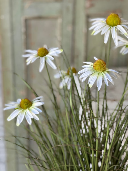 Virtue Coneflower Pot | 32.5" | White | NOT CURRENTLY IN STOCK-New For Spring 2027!