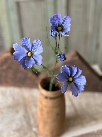 Cockle Cosmos | 24" | Periwinkle | NOT CURRENTLY IN STOCK - Spring 2026