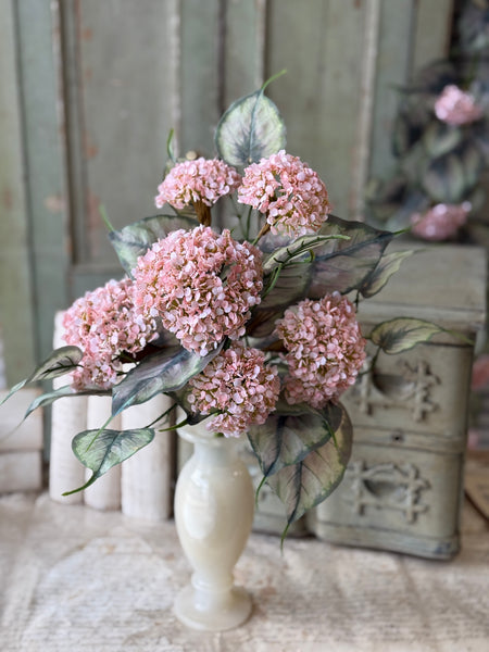 Roseate Frills Bush | 15" | NOT CURRENTLY IN STOCK-New For Spring 2027!