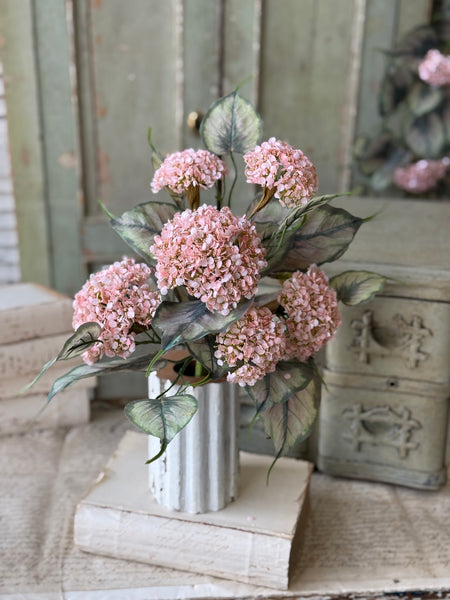 Roseate Frills Bush | 15" | NOT CURRENTLY IN STOCK-New For Spring 2027!