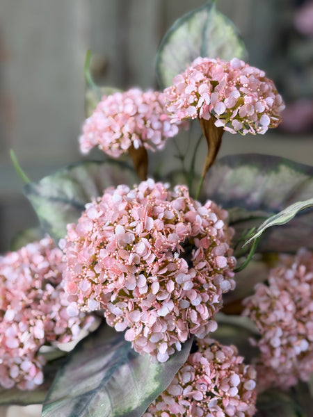 Roseate Frills Bush | 15" | NOT CURRENTLY IN STOCK-New For Spring 2027!