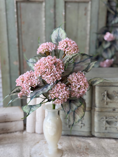 Roseate Frills Bush | 15" | NOT CURRENTLY IN STOCK-New For Spring 2027!