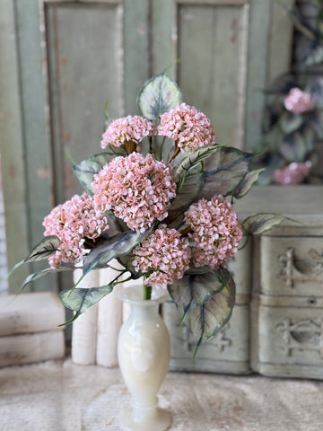 Roseate Frills Bush | 15" | NOT CURRENTLY IN STOCK-New For Spring 2027!