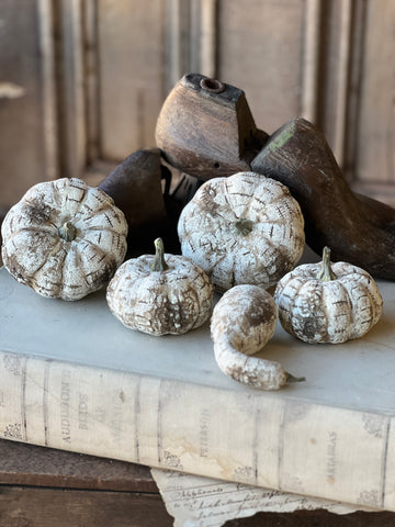 White Birch Pumpkins | 5pcs Boxed