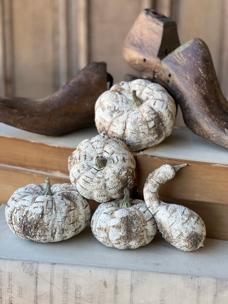 White Birch Pumpkins | 5pcs Boxed