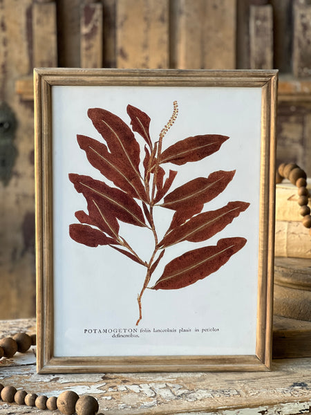 Netherwood Botanicals | No. 1