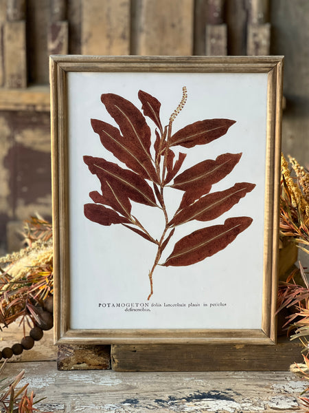 Netherwood Botanicals | No. 1