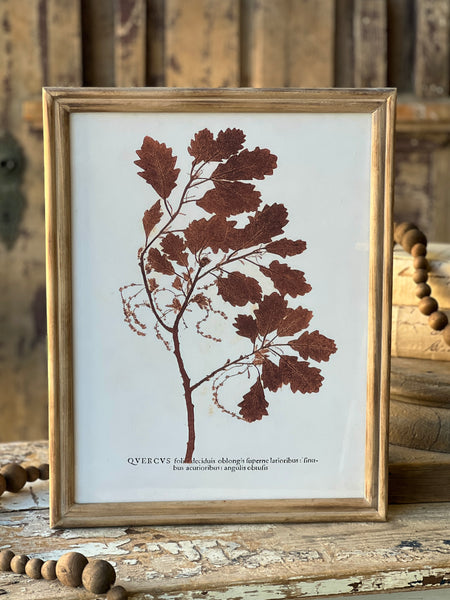 Netherwood Botanicals | No. 3