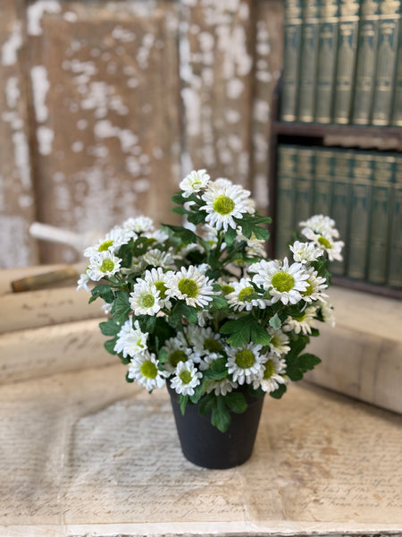 Charisma Daisy in Pot | 10" | Cream | NOT CURRENTLY IN STOCK-New For Spring 2027!