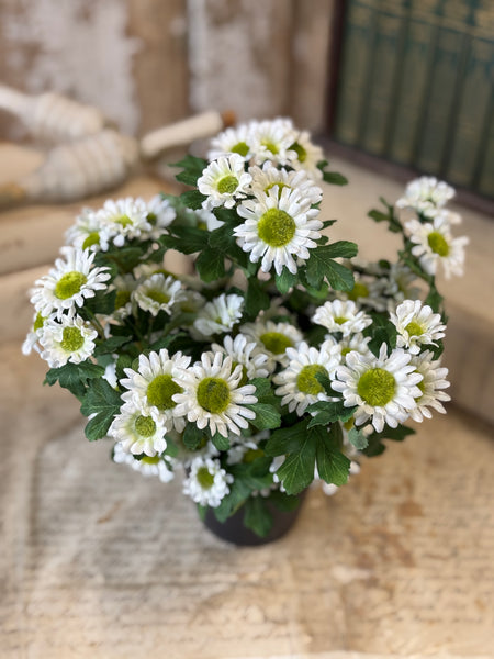 Charisma Daisy in Pot | 10" | Cream | NOT CURRENTLY IN STOCK-New For Spring 2027!