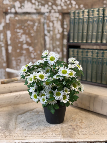 Charisma Daisy in Pot | 10" | Cream | NOT CURRENTLY IN STOCK-New For Spring 2027!