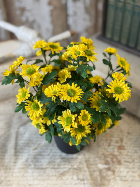 Charisma Daisy in Pot | 10" | Yellow | NOT CURRENTLY IN STOCK-New For Spring 2027!