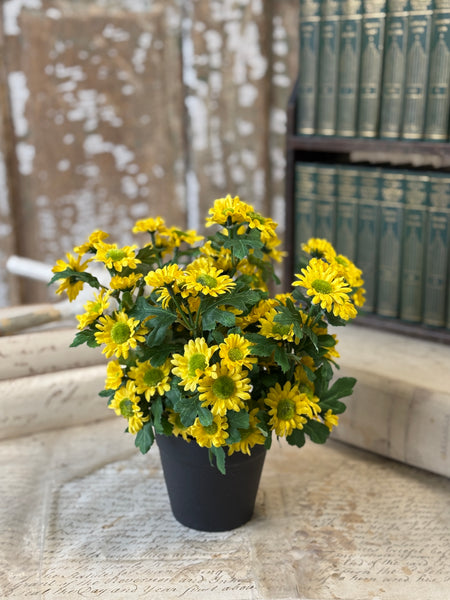 Charisma Daisy in Pot | 10" | Yellow | NOT CURRENTLY IN STOCK-New For Spring 2027!