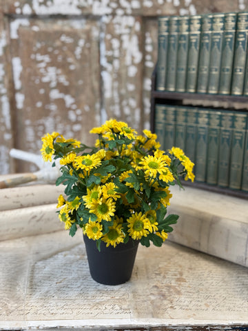 Charisma Daisy in Pot | 10" | Yellow | NOT CURRENTLY IN STOCK-New For Spring 2027!