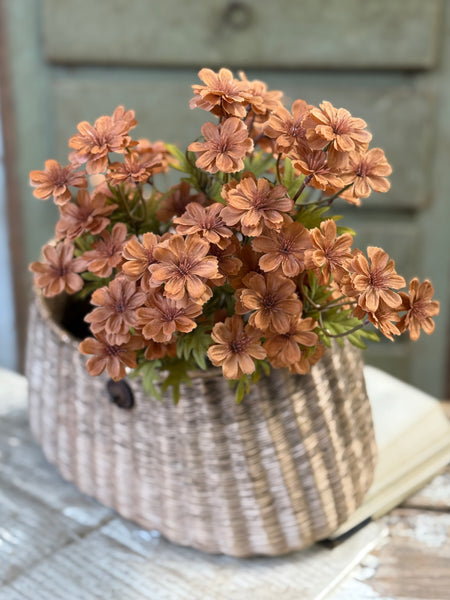 Courtland Cosmos | 16" | Spice | NOT CURRENTLY IN STOCK-New For Holiday 2026!