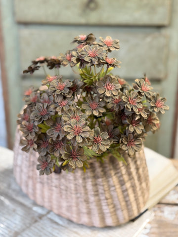 Courtland Cosmos | 16" | Darken | NOT CURRENTLY IN STOCK-New For Holiday 2026!