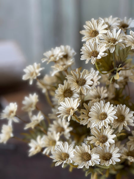 Ashdale Daisy Bush | 16" | Ecru | SOLD OUT