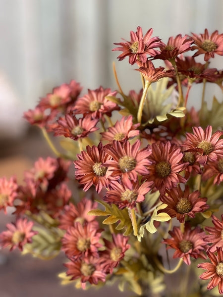 Ashdale Daisy Bush | 16" | Rusty | SOLD OUT