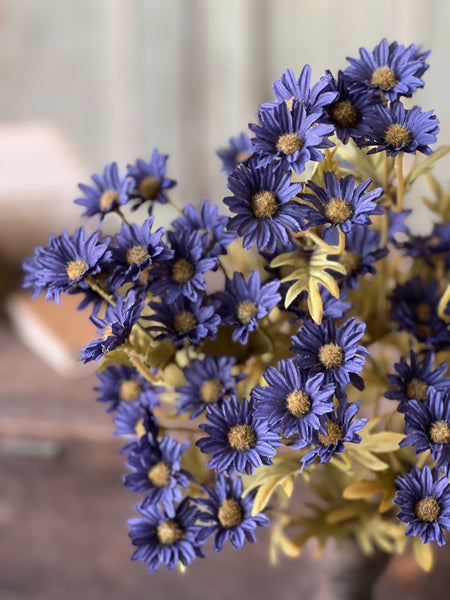 Ashdale Daisy Bush | 16" | Indigo | SOLD OUT