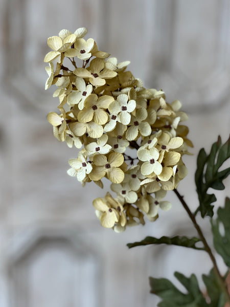 Coventry Hydrangea | 30" | Cream