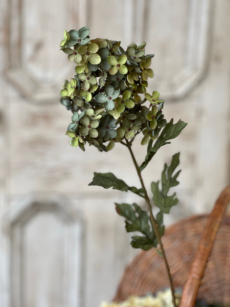 Coventry Hydrangea | 30" | Lagoon